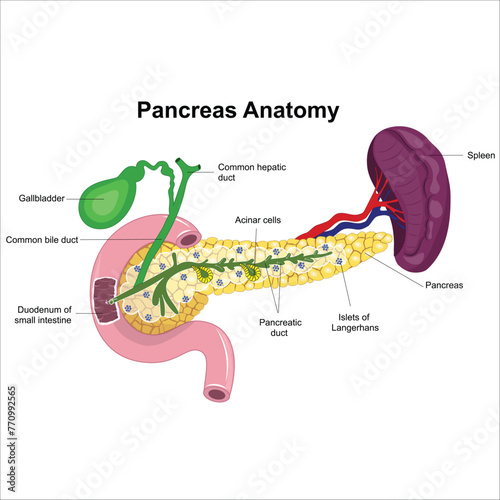 pancreas, spleen and gall bladder anatomy 