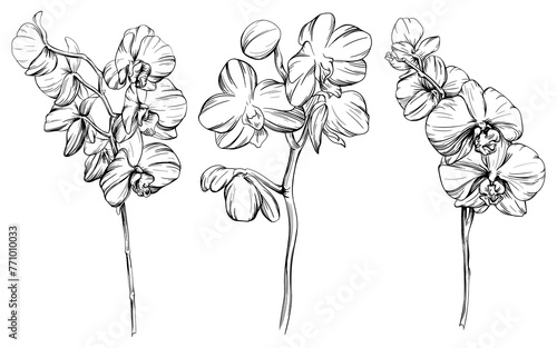 Orchid floral botanical flowers hand drawn set. Black and white engraved ink art. Isolated orchid illustration element on white background collection.