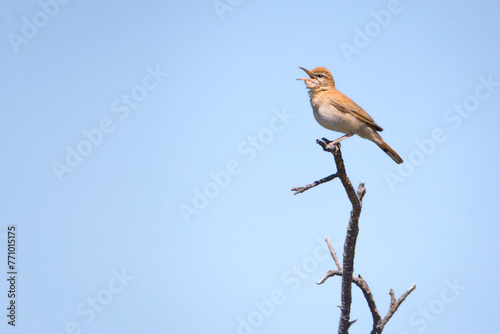 alzacola rojizo cantando posado en una rama