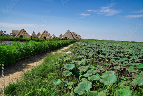 Lotus farms in village pool on outskirts of Siem Reap for ecotourism purposes at Siem Reap, Cambodia, Asia