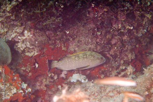 Dusky Grouper (Epinephelus marginatus) - Marine fish cernia bruna (Epinephelus marginatus Lowe, 1834). Alghero. Sardegna. Italy..