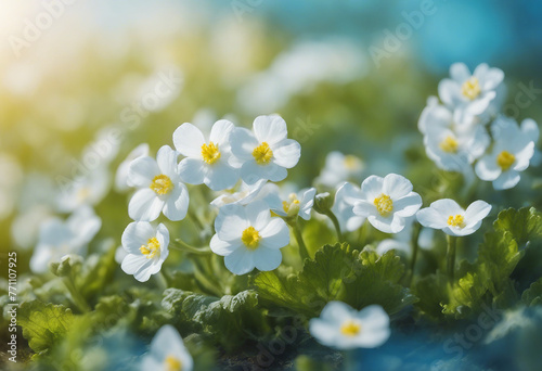 Spring forest white flowers primroses on a beautiful blue background macro Blurred gentle sky-blue b