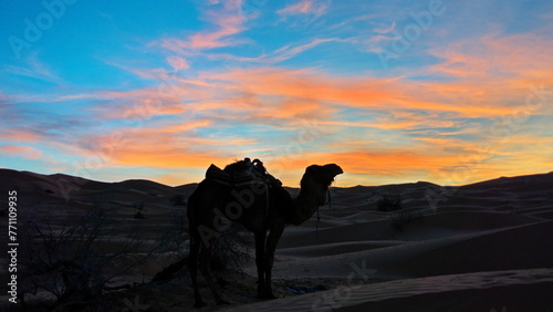 Silhouette of a dromedary camel (Camelus dromedarius) a sunset in the Sahara Desert outside of Douz, Tunisia