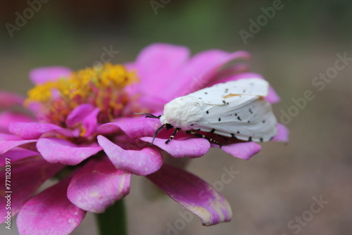 Salt Marsh Moth on Pink Zinnia Flower. Estigmene acrea Rural East Texas
