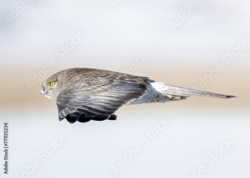 Northern Harrier or Marsh Hawk (Circus hudsonius))