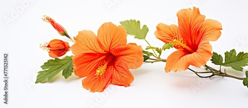 Bright orange blooms of flowers growing on a single stem, surrounded by vibrant green leaves in a natural setting