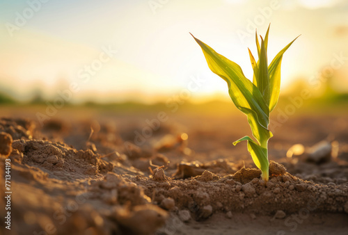 A corn ear is planted on a tar flat surface, its youthful energy apparent in the sunlight in the distance.