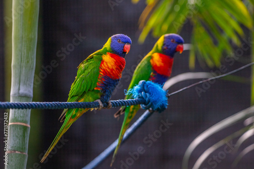 Portrait of a loris, parrot. Beautiful shot of animals in the forest on Guadeloupe, Caribbean, French Antilles