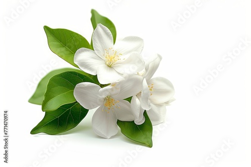 The jasmine flower is alone on a white background with a clip path, serving as a representation of Mother's Day in Thailand, Generative AI 