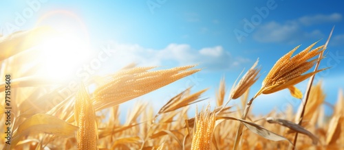 The sun is illuminating the ears of wheat in a field, creating a picturesque scene in the natural landscape of the agriculture field under the clear sky