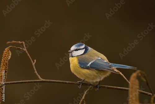 Selective focus shot of a Eurasian blue tit bird perched on a thin twig