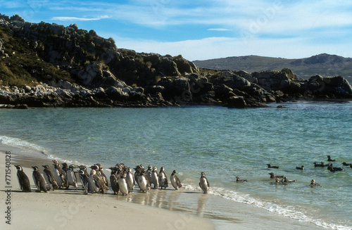 Manchot de Magellan,.Spheniscus magellanicus, Magellanic Penguin, Iles Falkland, Malouines