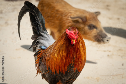 Rooster on the beach in Eleuthera with pig in background.