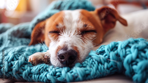 Young dog jack russell terrier sleeping on turquoise blanket. Generative AI