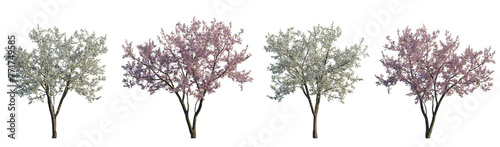 Cherry trees sakura blossoming frontal set street summer trees medium and small isolated png on a transparent background perfectly cutout (Prunus cerasus, Prunus avium)