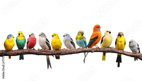 Colorful parrots sitting on branch isolated in no background with clipping path