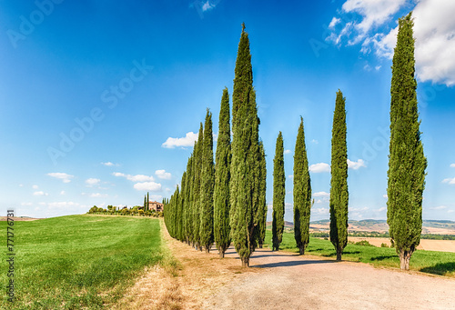Iconic group of cypresses in San Quirico d'Orcia, Tuscany, Italy