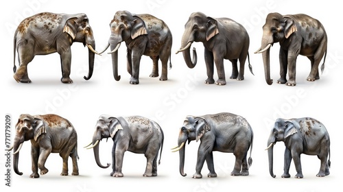 Cute photo realistic animal elephant set collection. Isolated on white background