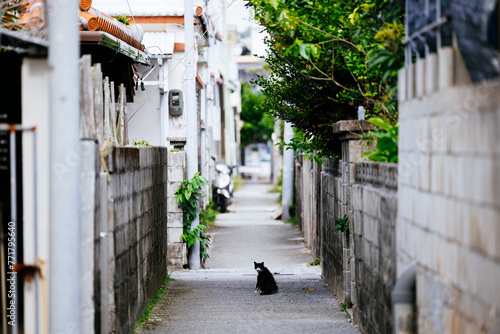 路地裏の野良猫