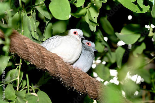 Massey dove , scientific name Geopelia cuneata