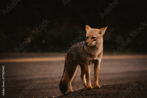 Wild Fox in the Patagonia, Argentina.