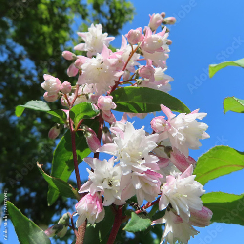 春にサラサウツギが白い花を咲かせています