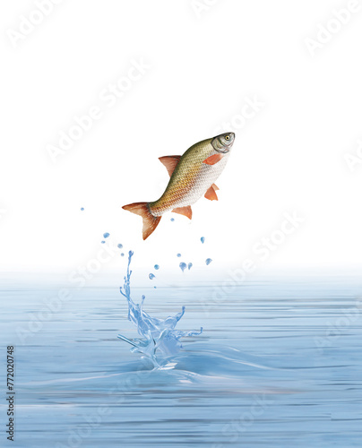 poisson rotengle qui saute de l'eau