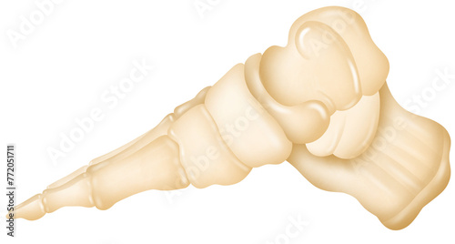 Anatomy of Foot bones. 