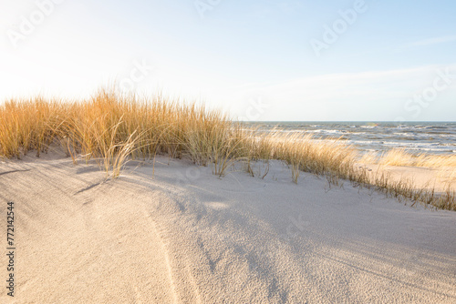 Plants on the wide dune in Leba, Baltic sea. Poland. Windy weather.