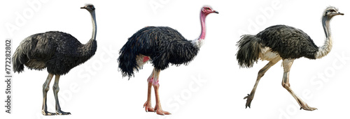 Ostrich bird isolated on transparent background .