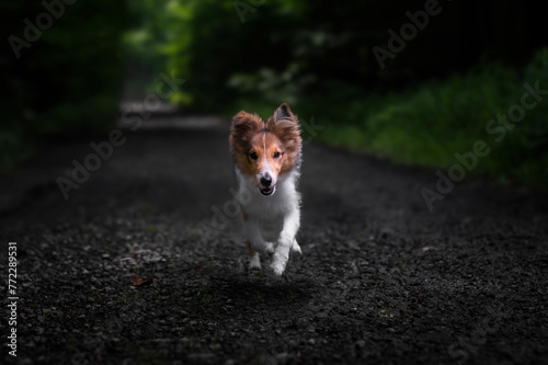 Adorable puppy of shetland sheepdog also known as sheltie. 