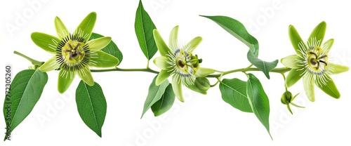 Passiflora Branch Isolated on White Background