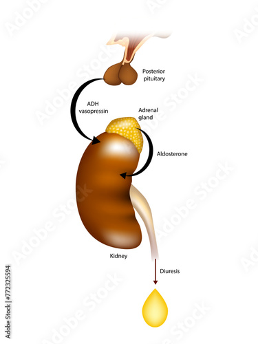 Diuresis. Polyuria. Regulation of urine production by ADH and aldosterone