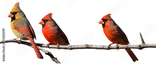 Three vibrant Northern Cardinals sitting closely on a leafless tree branch, isolated on a white background, png.