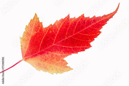 Autumn Leaf Maple Acer ginnala, Beautiful red and orange leaves in autumn. Symbol of autumn and the change of seasons. Commonly found in North America and Asia.