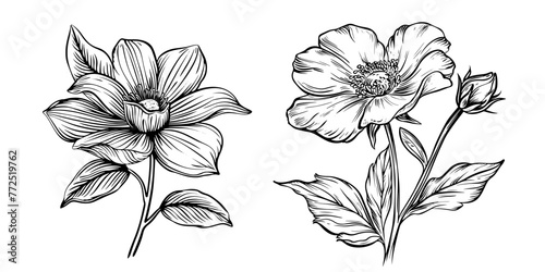 Botanical Linen Flower Vector Set. Features two detailed flax plant illustrations in line art, perfect for summer and wedding designs.