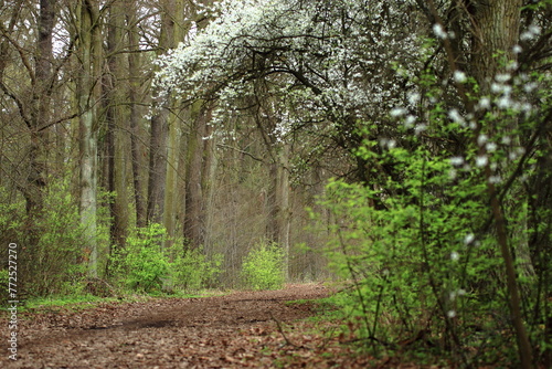 Wiosenny park z kwitnącymi na biało krzewami i soczystą świeżą zielenią drzew