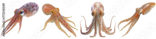 Set of squid isolated on transparent background