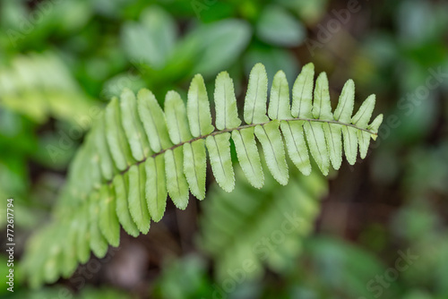 ephrolepis cordifolia is a fern native to the global tropics, including northeastern Australia and Asia. fishbone fern, tuberous sword fern, Pu'u Ma'eli'eli Trail, Honolulu Oahu Hawaii.