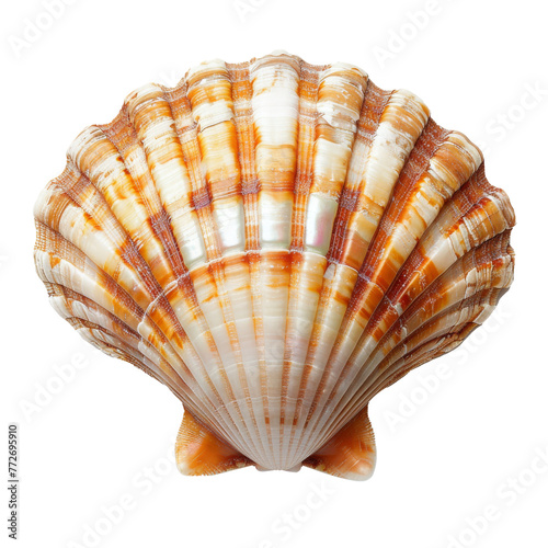 Scallop seashell on white