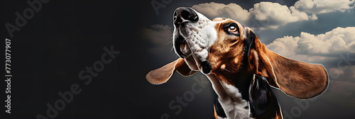 A basset hound s ears in flight Copy space image Place for adding text or design