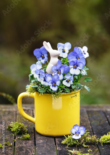 Beautiful white and blue horned pansy flowers in a yellow flowerpot with a little easter bunny decor on garden wooden table. Garten decoration or floristic concept. (Viola cornuta)