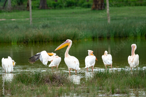 the great white pelican. shot in Lake Elementataita nakuru kenya.