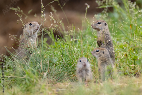 Ground squirrel colony (Syslovisko Biele vody), National park Muranska Planina, Slovakia