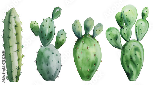 Simple watercolor of prickly pear cactus isolated on white background