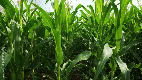 Rzędy zielonej kukurydzy rosnącej na majestatycznym polu