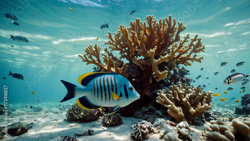 Premium photos, life on the seabed, fish and coral reefs 13