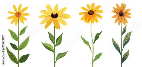 Collection of rudbeckia flowers flat illustration cutout png clipping path isolated on white or transparent background