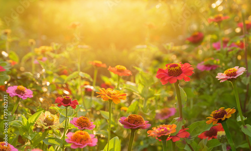 Blooming zinnia flowers in a garden. Sunset or sunrise time. Summer flowers