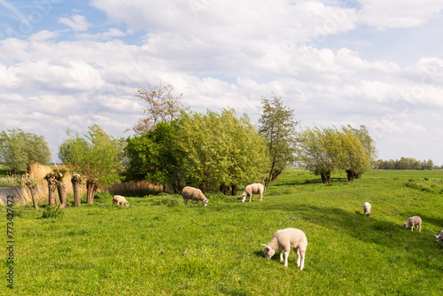 Sheep graze in the meadow in early spring.